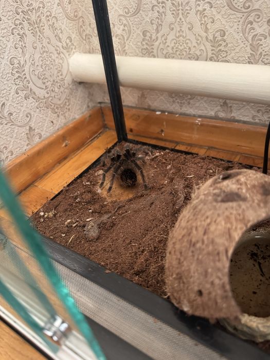 Продам паука с терариумом