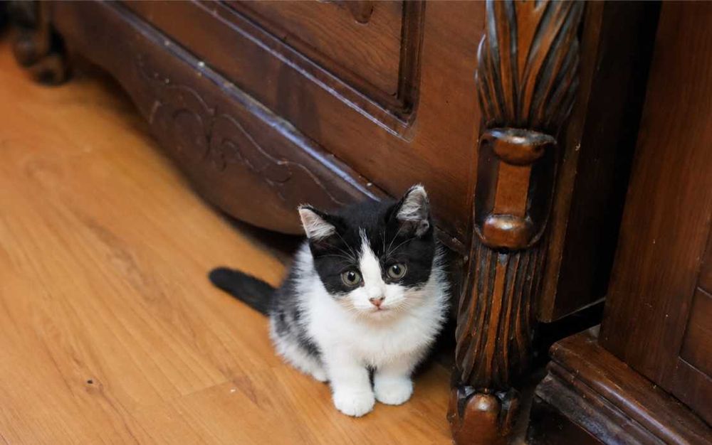 Котята в заботливые руки