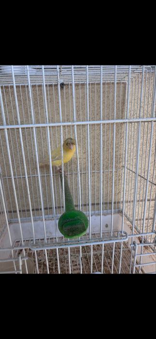 Kanareka moda tiraynik sayroqi moda