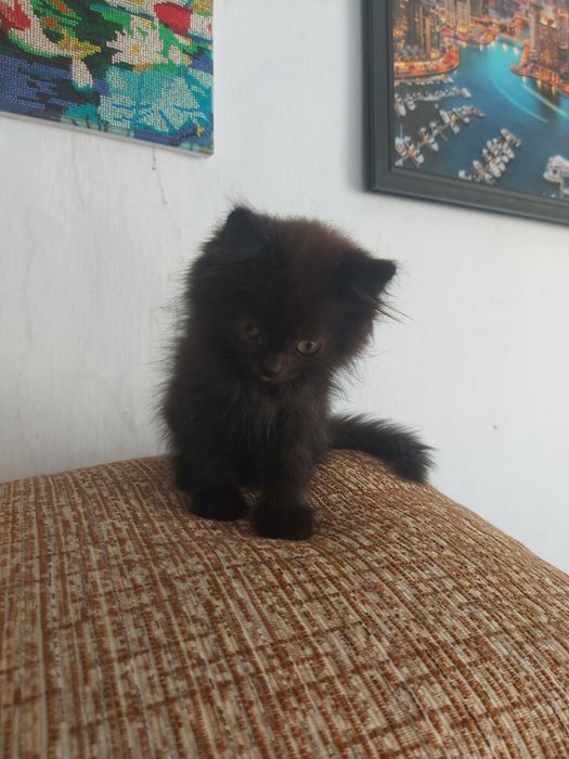 Отдам котёнка мальчика в добрые руки