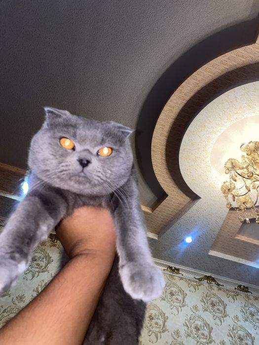 Kafot beriladi toza zot