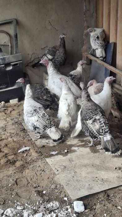 Индюктер сатылады жас