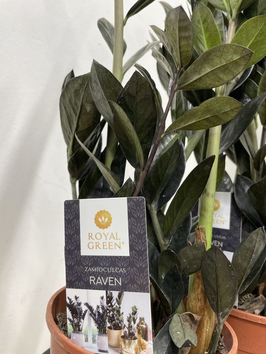 Замиакулькас черный