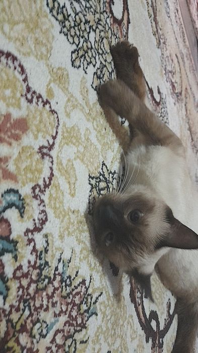 Продаётся сиамская кошка приученный к лотку отдам в хороший руки