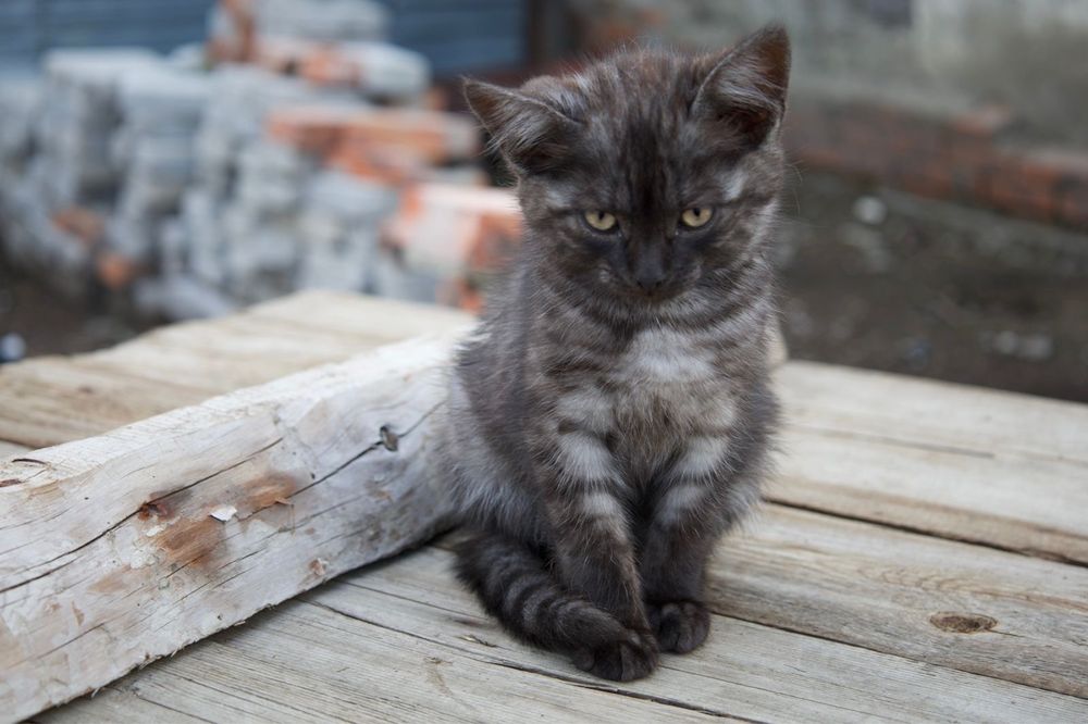 Отдам.         котят