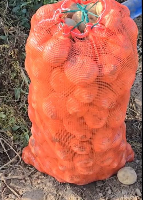 Семена картофеля Коломбо