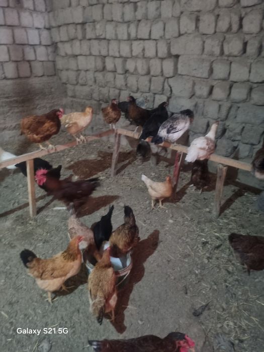 Xonaki tavuqlar va xurz sotiladi