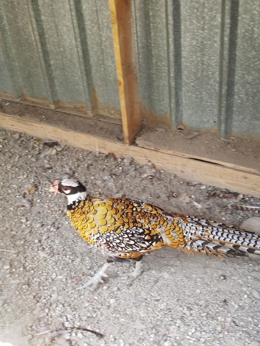 Продам Королевских Фазанов Пара