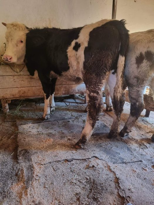 Vând  doi viței foarte  buni