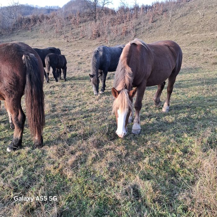 vând cai mânz de 1,5 ani 8500 lei și manza de 2,5 ani  3800 euro