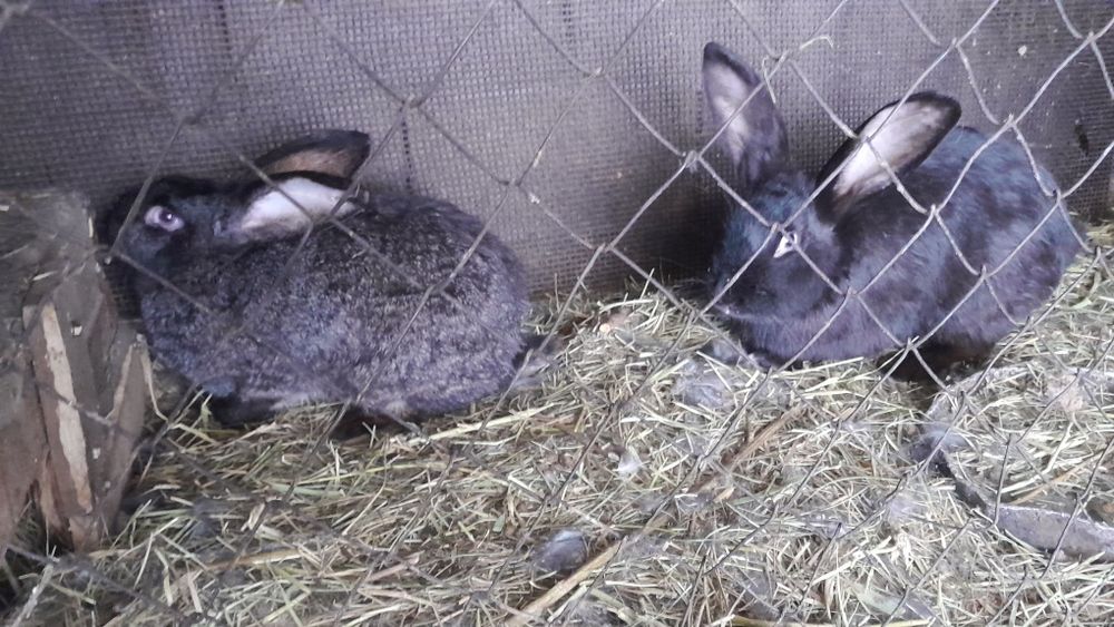Продам кроликов 3 штуки