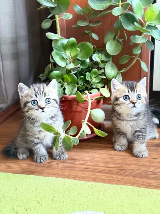 Чистокровные котята