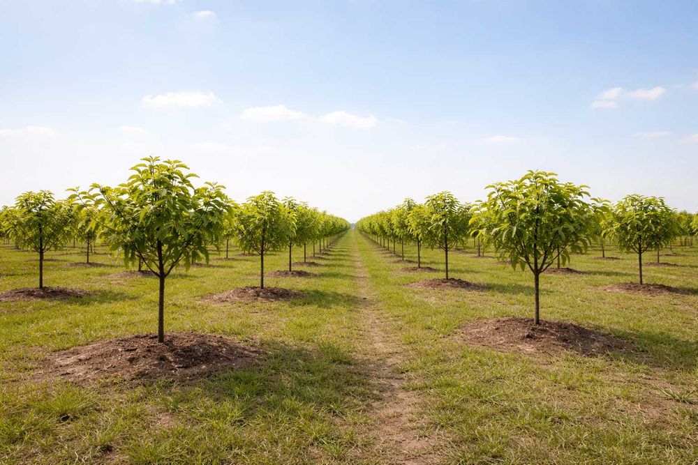 Nuci tineri de 5 ani — soi superior, pret avantajos