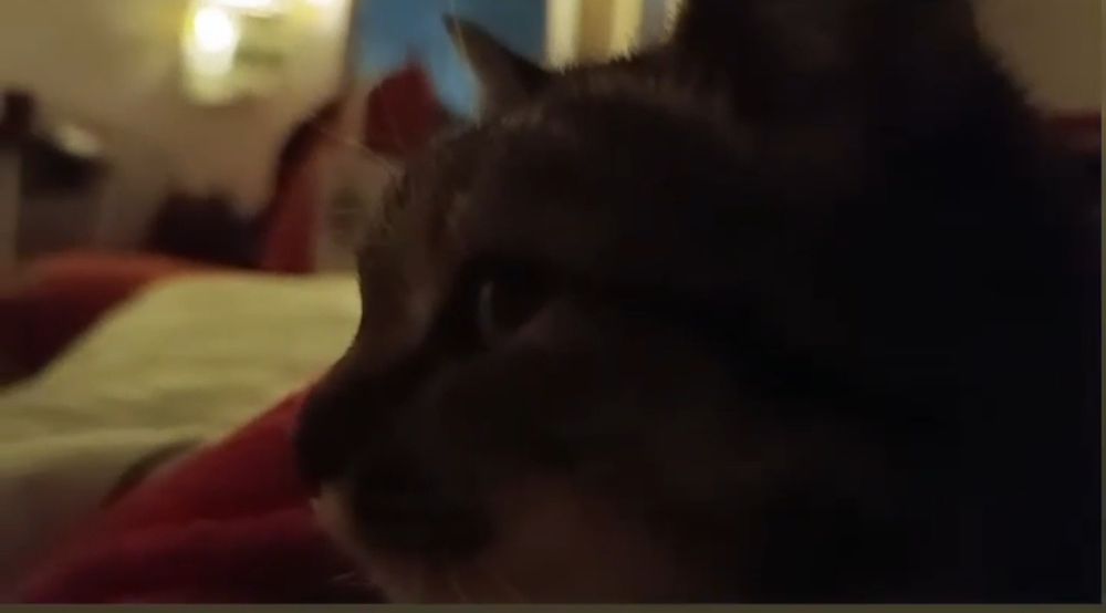 Потерялась кошка