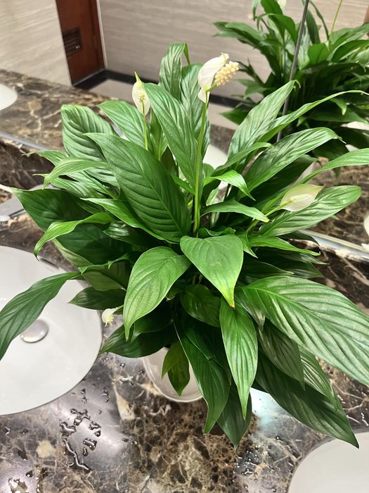 Флорист/цветы/gul/gulchi/теплица/услуги флориста/gul parvarishi