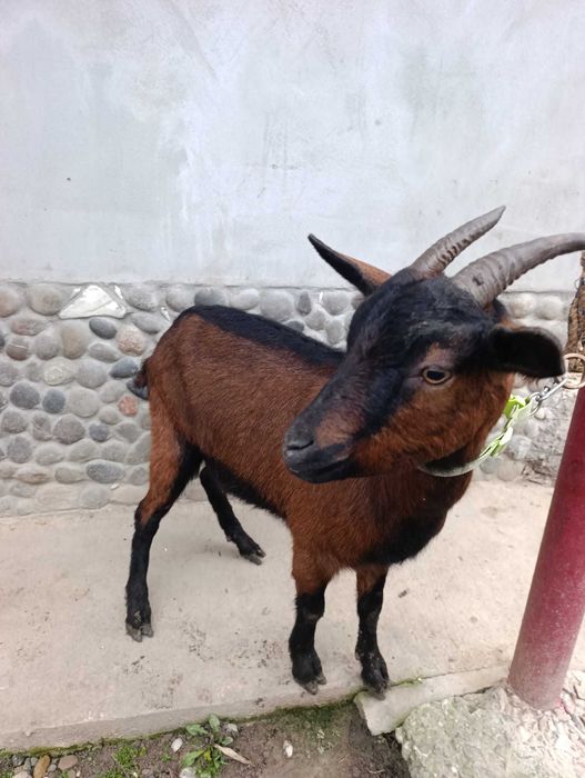 Vând iedita la prima fatare