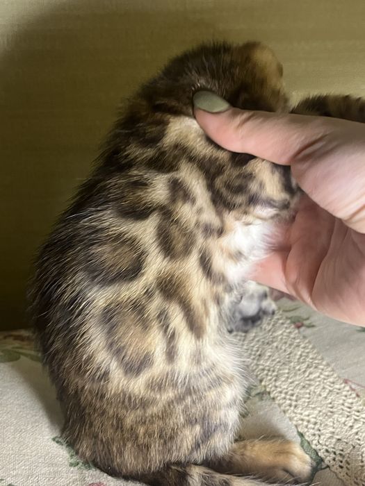 Бенгальский котик
