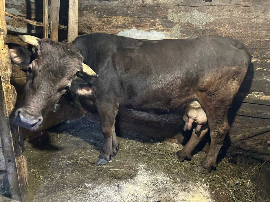 Vacă gestantă de vânzare!!