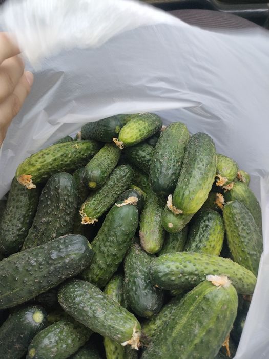 Огурцы на мариновку