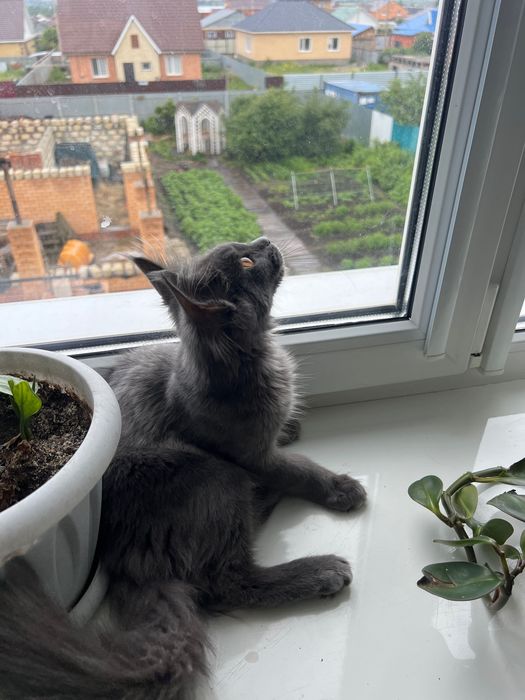 Котёнок мейн Кун девочка три месяца