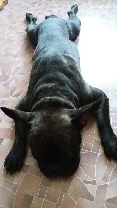 Вязка французского бульдога