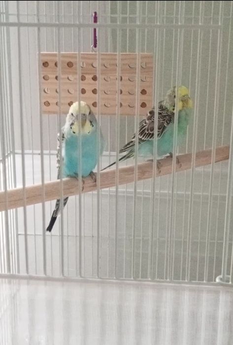 Волнистые попугайчики