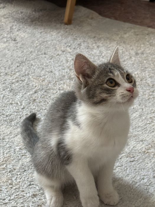 Отдам котёнка в хорошие руки!