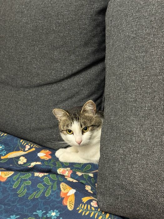Отдам кота в хорошие руки
