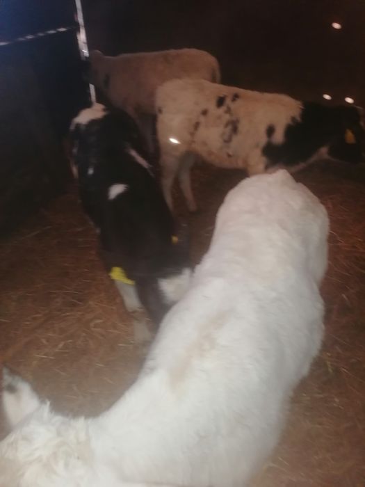 Vând 4 viței alb albastru