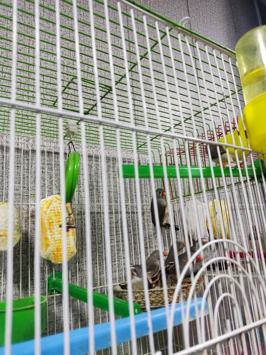 Продаются Амадины