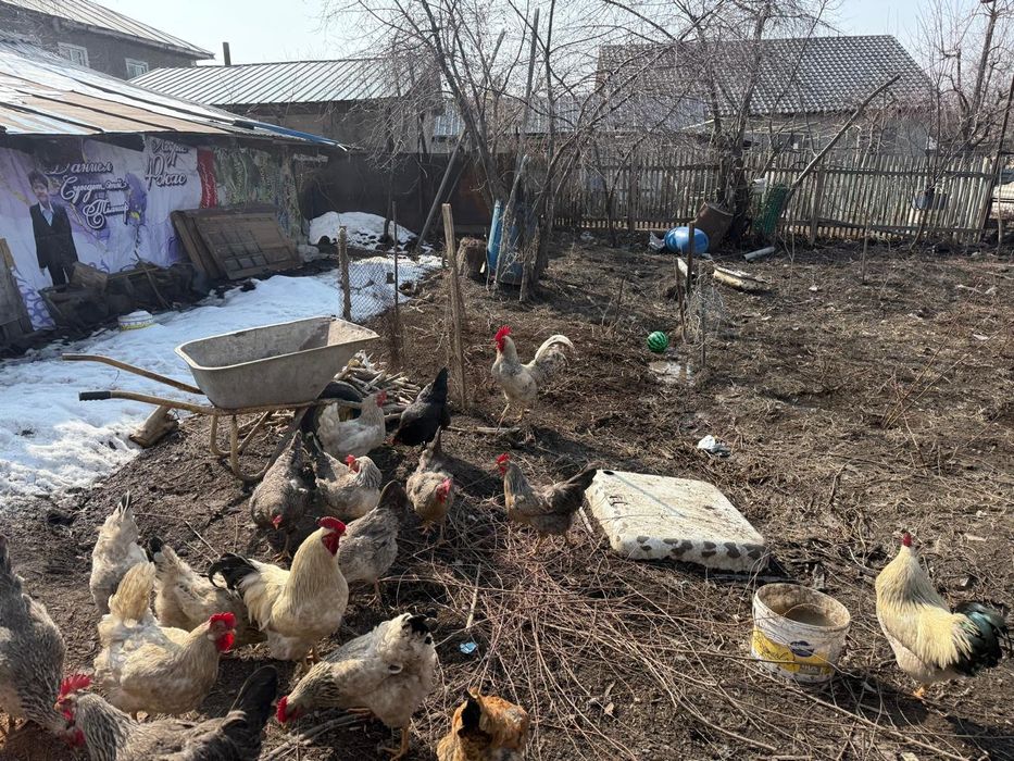 Продаются питухи 3штук