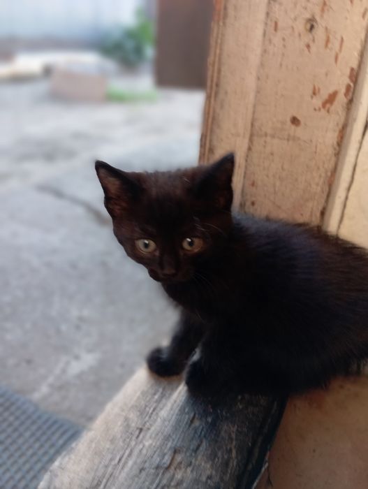 Отдам котят в добрые руки