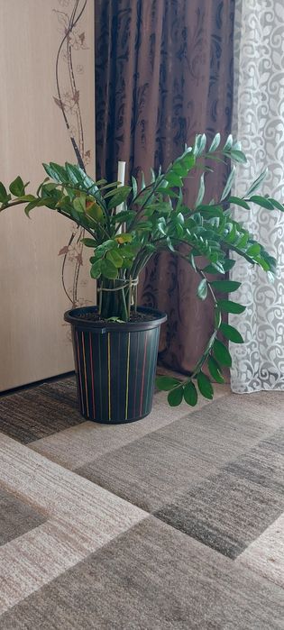 Продам Замиокулькас. Долларовое дерево