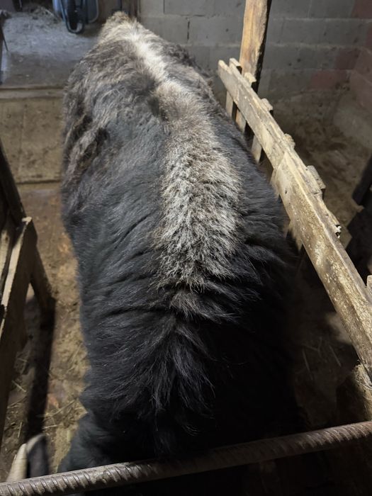 Продам полтарашку