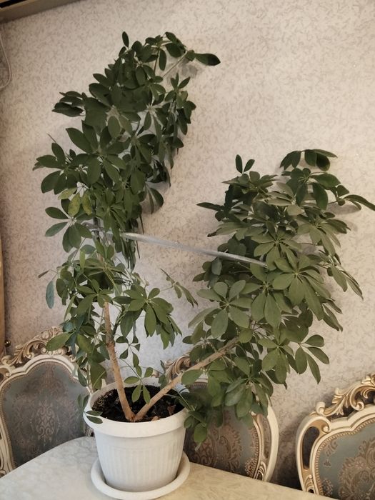 Продается шеффлера