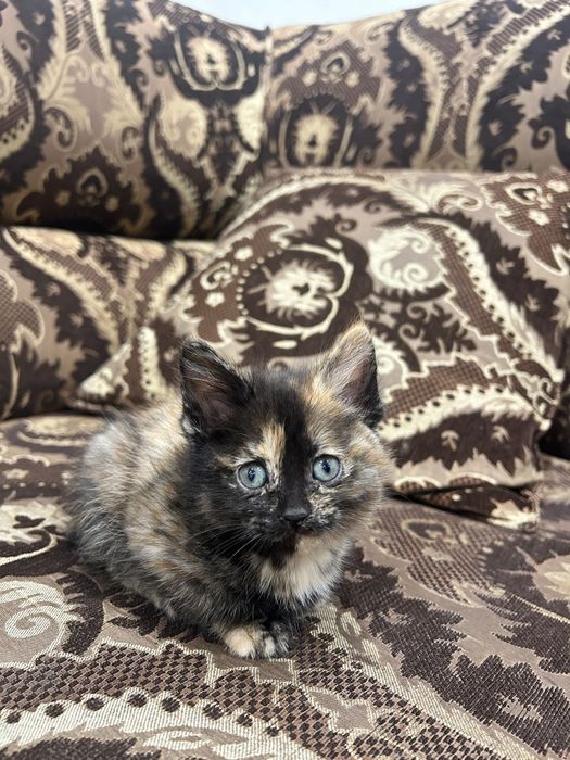 Котята ищут любящих хозяев.