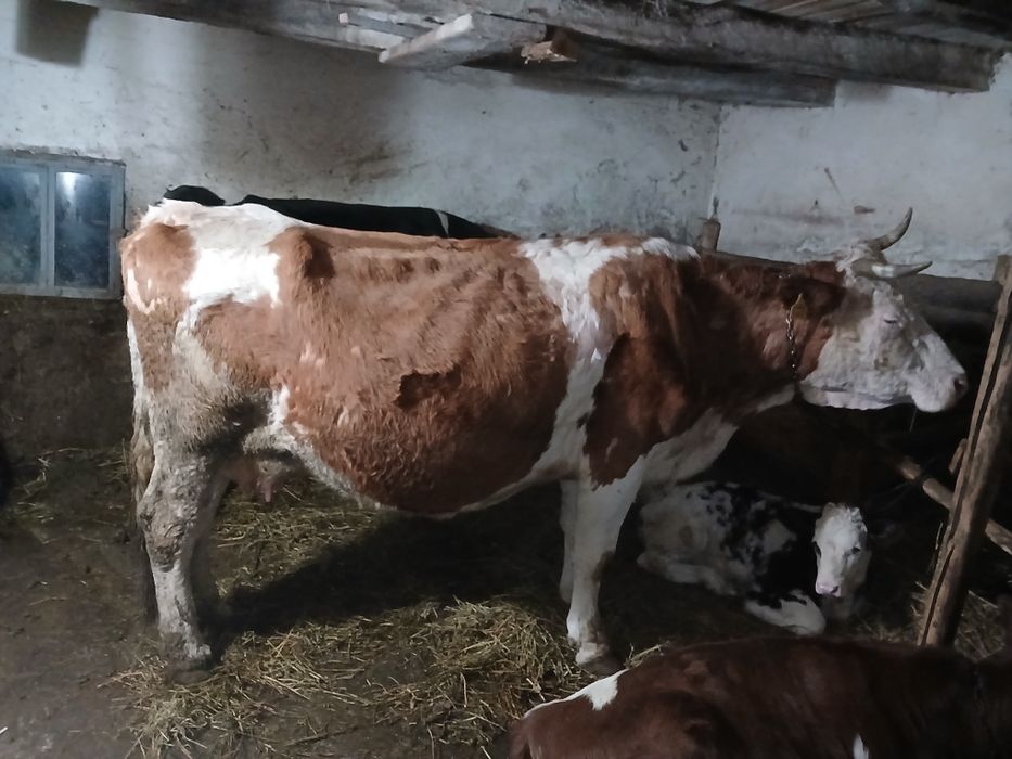 Vand vaca cu vitea belgiana