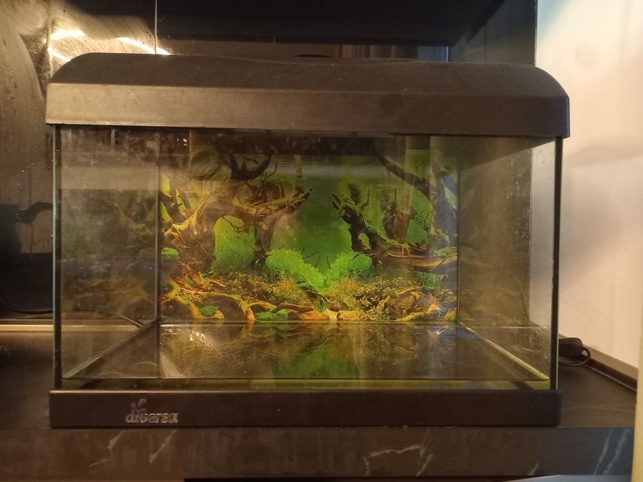 Vand acvariu pentru pesti