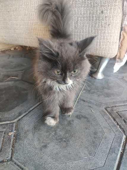 Отдам котика бесплатно