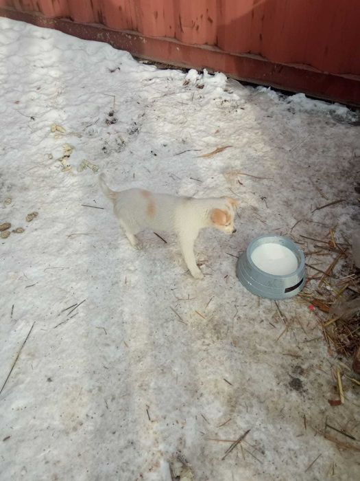 Щенки 2 месяца мать лайка