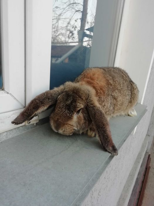 Продам кроликов. Французский баран. Крол.