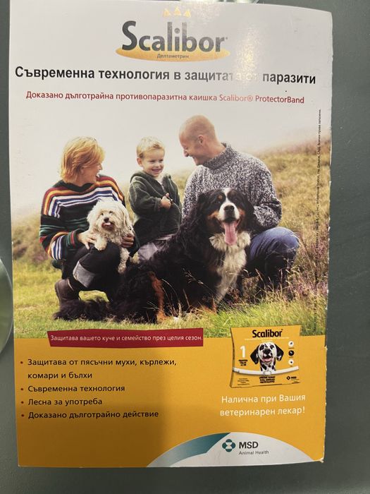 Куче Померан мъжко