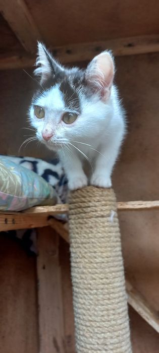 Котята ищут дом.