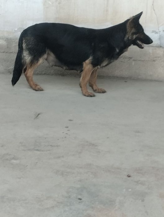 Тоха конли немис овчаркаси сотилади