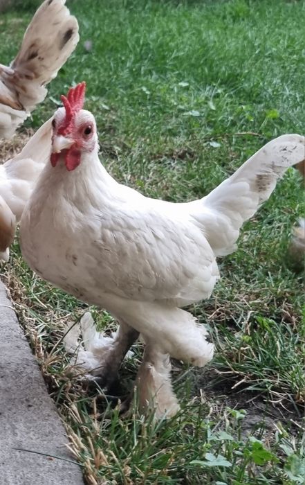 Cocoși Liliputi.