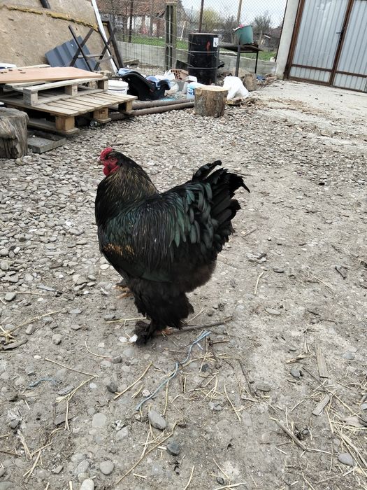 Vând oua găină brahma dark uriaș și blue
