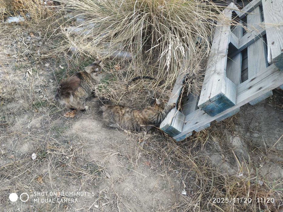 Отдам бесплатно котят