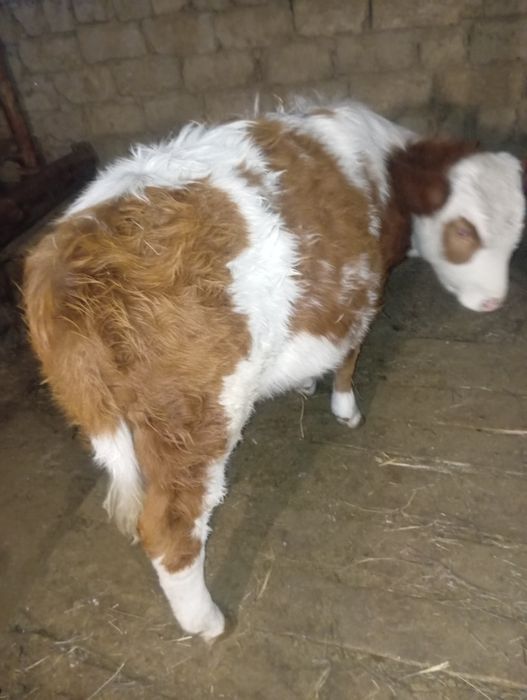 Сементал тукымы ургашы