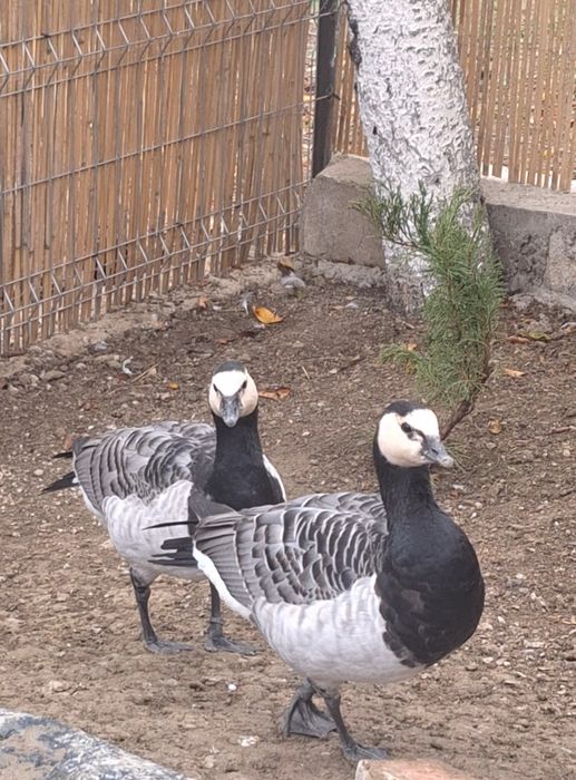 Rațe Fluierătoare, gâște Călugăr, gâște cu coamă