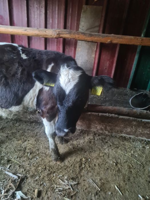 Vând 2 vițele de 5 luni